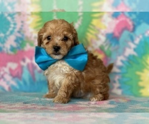 Poodle (Toy) Puppy for sale in LANCASTER, PA, USA