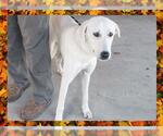 Small Great Pyrenees