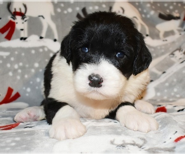 Medium Photo #2 Sheepadoodle Puppy For Sale in ASPERMONT, TX, USA