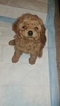 Small Photo #3 Poodle (Toy) Puppy For Sale in LA HABRA, CA, USA