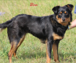 Small #3 Chihuahua-Colonial Cocker Spaniel Mix