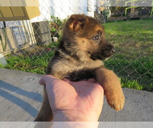 German Shepherd Dog Puppy for sale in ROSEMEAD, CA, USA