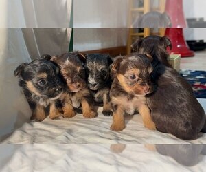 Havashire Puppy for sale in ARGOS, IN, USA