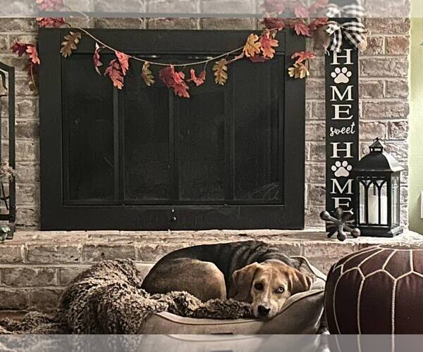 Medium Photo #5 Mutt Puppy For Sale in Forest, VA, USA