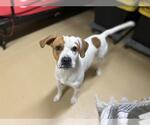 Small Mutt