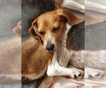 Small #2 Beagle