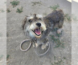 Mutt Dogs for adoption in Long Beach, CA, USA
