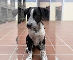 Small #1 Lab-Pointer