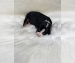 Puppy Finn Greater Swiss Mountain Dog