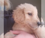 Small Photo #9 Golden Retriever Puppy For Sale in BATH, NY, USA