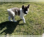 Small Photo #2 Akita Puppy For Sale in FONTANA, CA, USA