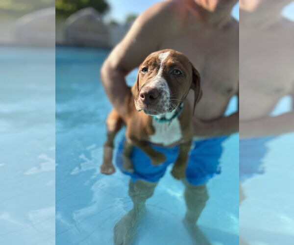Medium Photo #3 Mutt Puppy For Sale in Doylestown, PA, USA
