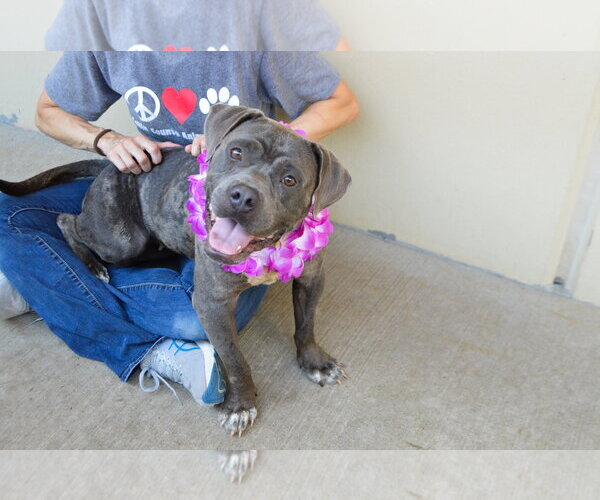 Medium Photo #6 American Pit Bull Terrier-Unknown Mix Puppy For Sale in McKinney, TX, USA