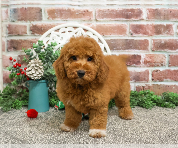Medium Photo #2 Goldendoodle Puppy For Sale in SYRACUSE, IN, USA
