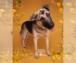Small #1 German Shepherd Dog