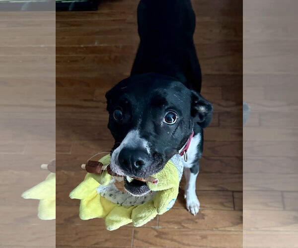Medium Photo #4 Mutt Puppy For Sale in Derwood, MD, USA
