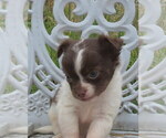 Small Photo #16 Chihuahua Puppy For Sale in HAYES, VA, USA