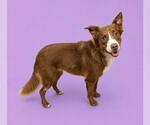 Small Australian Shepherd Mix