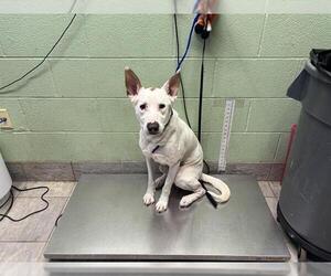 American Staffordshire Terrier-Unknown Mix Dogs for adoption in Grand Prairie, TX, USA