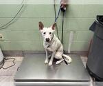 Small American Staffordshire Terrier Mix