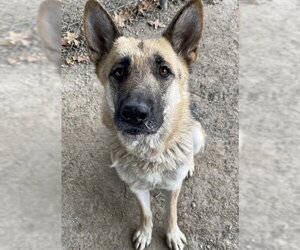 German Shepherd Dog Dogs for adoption in Riverside, CA, USA