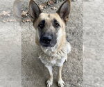 Small German Shepherd Dog