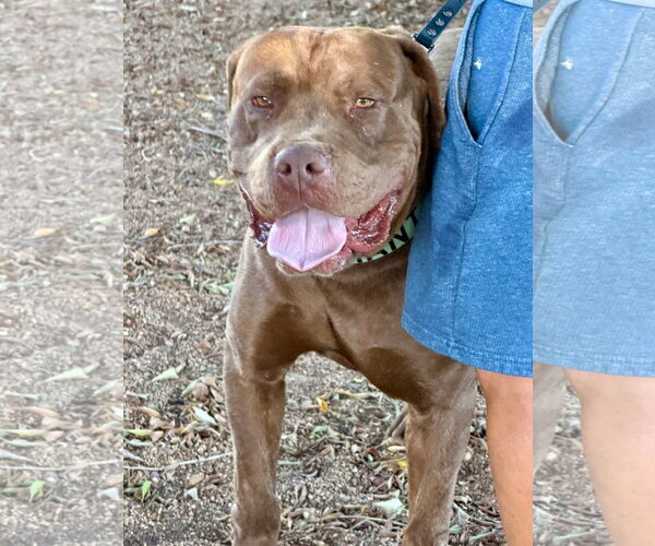 Medium Photo #2 Dogue de Bordeaux Puppy For Sale in Goodyear, AZ, USA