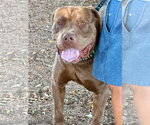 Small #1 Dogue de Bordeaux