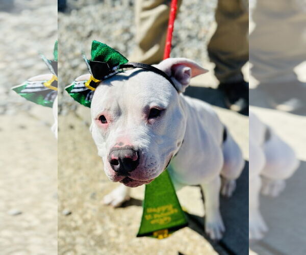 Medium Photo #2 Mutt Puppy For Sale in Manahawkin, NJ, USA