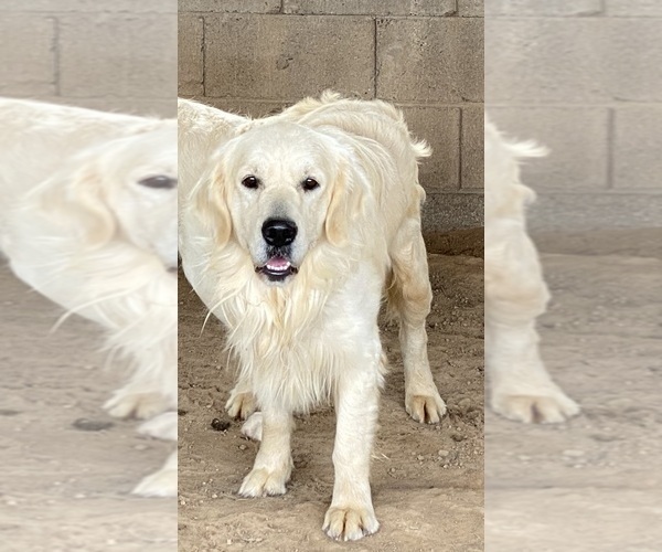 Medium Photo #1 Golden Labrador Puppy For Sale in SCOTTSDALE, AZ, USA
