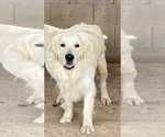 Small Photo #1 Golden Labrador Puppy For Sale in SCOTTSDALE, AZ, USA