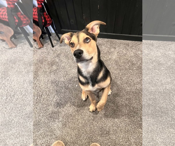 Medium Photo #1 Mutt Puppy For Sale in Coralville, IA, USA