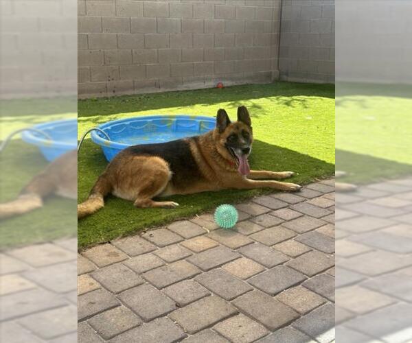 Medium Photo #1 German Shepherd Dog-Unknown Mix Puppy For Sale in Las Vegas, NV, USA
