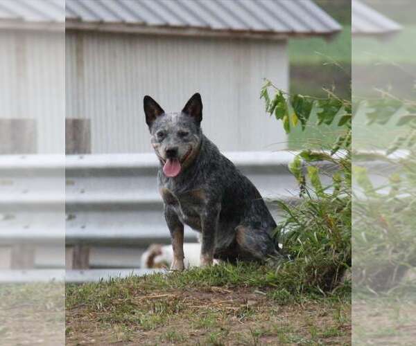 Medium Photo #1 Australian Cattle Dog Puppy For Sale in HAWARDEN, IA, USA