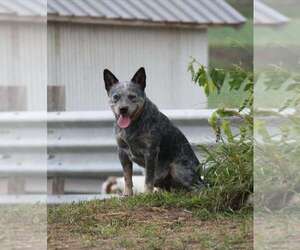 Father of the Australian Cattle Dog puppies born on 04/30/2026