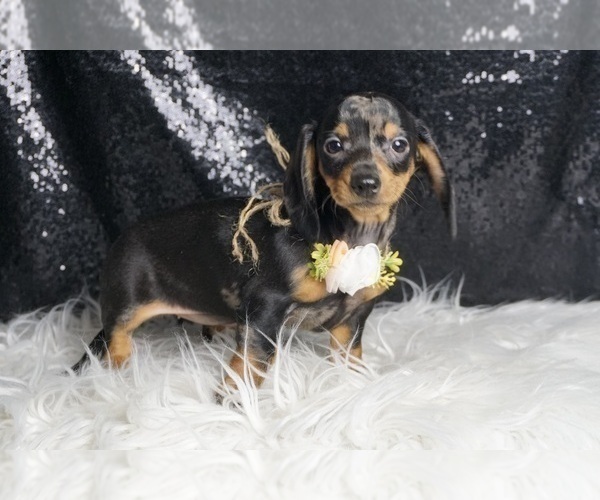 Medium Photo #1 Dachshund Puppy For Sale in WARSAW, IN, USA