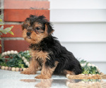 Small #1 Yorkshire Terrier