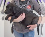 Small #4 American Staffordshire Terrier Mix