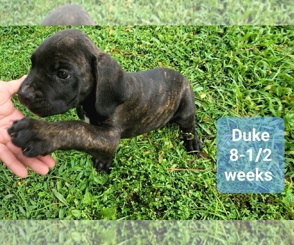 Medium Photo #3 Cane Corso Puppy For Sale in MONTPELIER, VA, USA