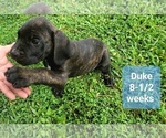 Small Photo #3 Cane Corso Puppy For Sale in MONTPELIER, VA, USA