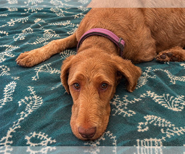 Medium Photo #1 Labrador Retriever-Unknown Mix Puppy For Sale in Clovis, CA, USA
