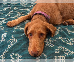 Labrador Retriever-Unknown Mix Dogs for adoption in Clovis, CA, USA