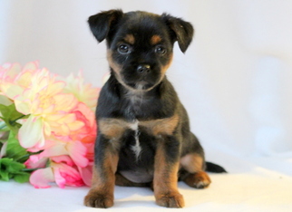 Shorkie Tzu Puppy for sale in MOUNT JOY, PA, USA