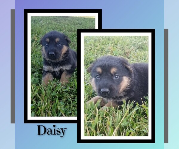 Medium Photo #1 German Shepherd Dog Puppy For Sale in BROOKFIELD, MO, USA