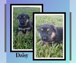 Puppy Daisy German Shepherd Dog