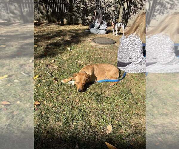 Medium Photo #6 Labrador Retriever-Unknown Mix Puppy For Sale in New York, NY, USA