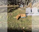 Small #5 Labrador Retriever Mix