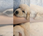 Small Photo #8 Golden Retriever Puppy For Sale in AUSTIN, TX, USA