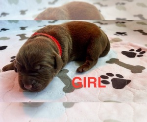 Medium Labrador Retriever