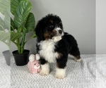 Small Photo #7 Bernedoodle (Miniature) Puppy For Sale in FRANKLIN, IN, USA